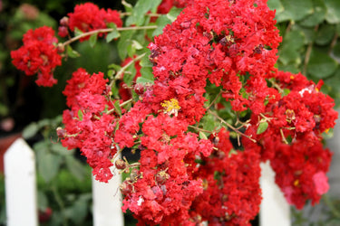35 RED CREPE MYRTLE Lagerstroemia Indica Flowering Shrub Bush Small Tree Seeds